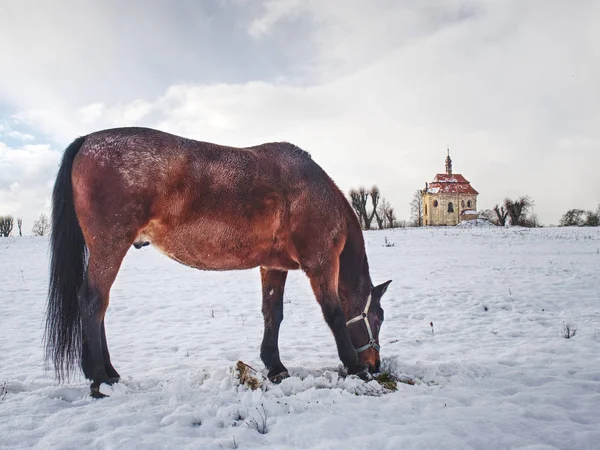 晴れた冬の日の雪に覆われた草原の馬 — ストック写真