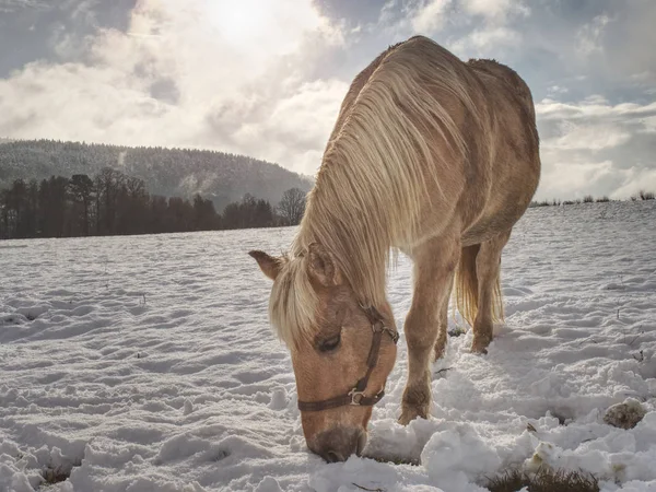 Belo cavalo em pastagem de montanha no inverno . — Fotografia de Stock