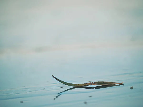 Dried Leaf Sailing Frozen Lake Surface Thin Ice Mirroring Leaf — Stock Photo, Image