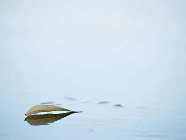 Hoja Seca Navegando Sobre Superficie Congelada Del Lago Hielo Fino — Foto de Stock