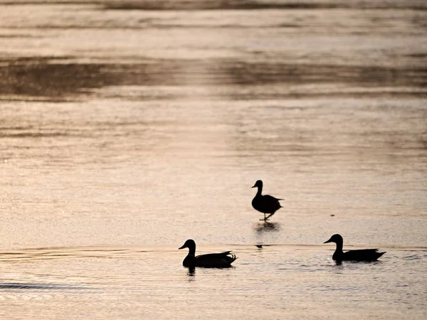 Pássaros descansando na superfície congelada do lago. Patos nadam — Fotografia de Stock