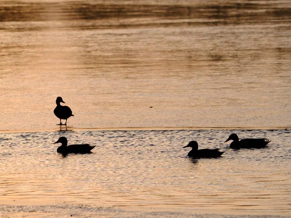 Sonnenstrahlen machen dunkle Silhouetten von Enten — Stockfoto