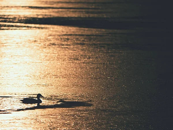 Enten schwimmen oder ruhen auf Eis, gefrorenem Winterfluss. s — Stockfoto