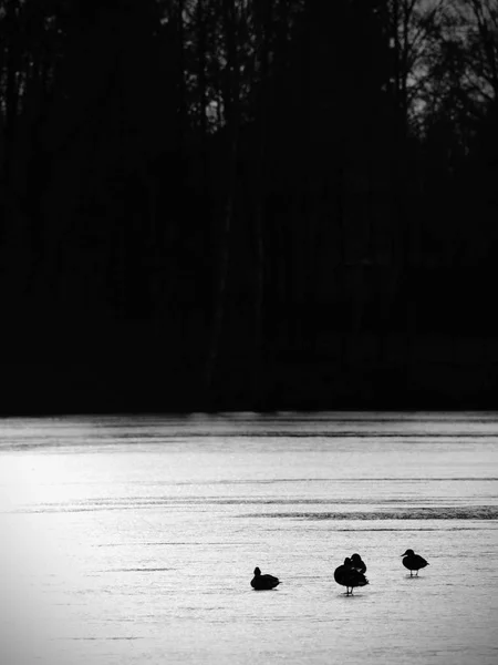 Pássaros descansando na superfície congelada do lago. Patos nadam — Fotografia de Stock
