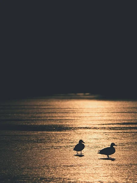Sonnenstrahlen machen dunkle Silhouetten von Enten — Stockfoto