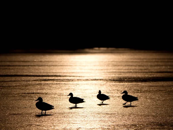 Romantischer Spaziergang am zugefrorenen See, Enten ruhen sich an der Oberfläche aus. — Stockfoto