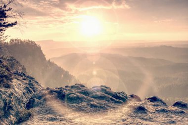 Ormanın aydınlatıcı keskin ağaçların güneş ışınları