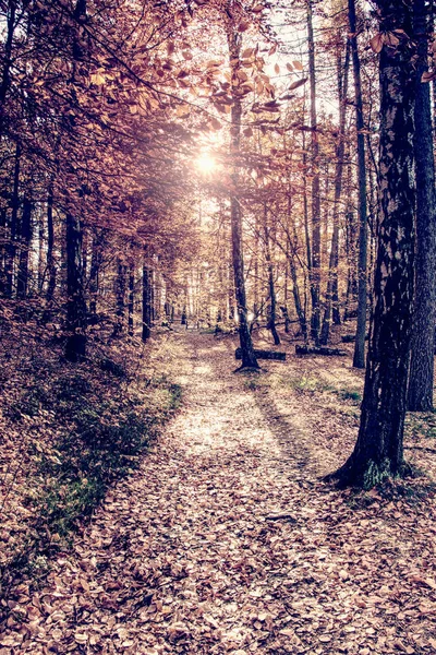 Pine woods with sun light flare. Orange forest — Stock Photo, Image