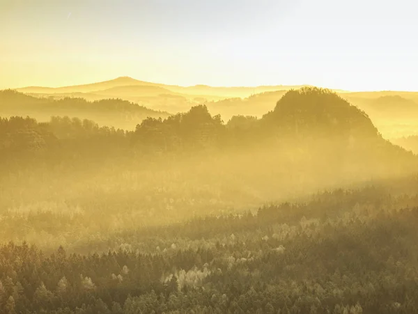 Sonnenstrahlen erhellen scharfe Baumkronen des Waldes — Stockfoto