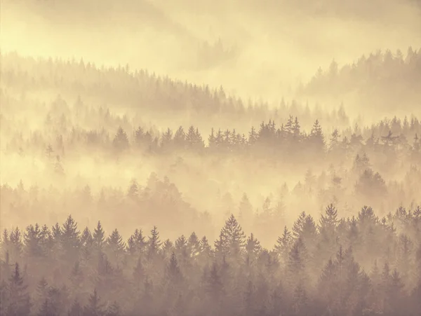 Bergbos in mistige wolken. Heuvelachtig bosland — Stockfoto