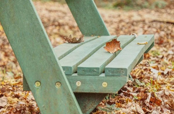 Mokry żółty klon pomarańczowy leafves na ławce w parku. — Zdjęcie stockowe