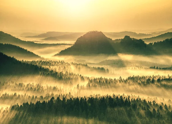 Veduta aerea della foresta avvolta nella nebbia mattutina — Foto Stock