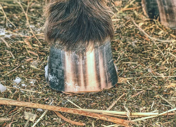 The horse hoof may be striped even if markings are not visible — Stock Photo, Image