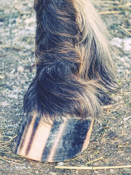 Λεπτομέρεια από ριγέ άλογο βάση τις χηλές od έδαφος. Χρωστική ουσία ρίγες στην κερατίνη — Φωτογραφία Αρχείου