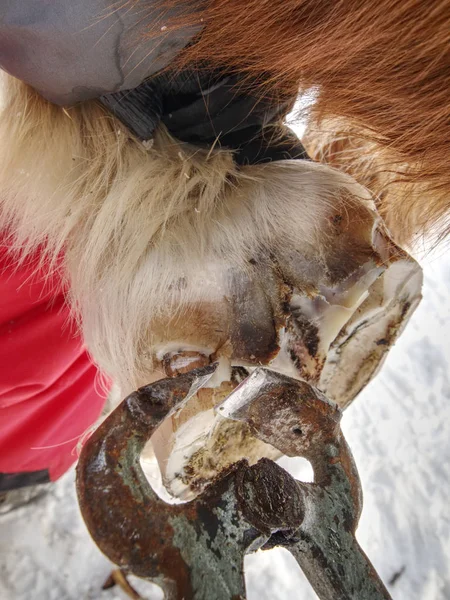 Hoof care of horse before being mounted horseshoe — Stock Photo, Image