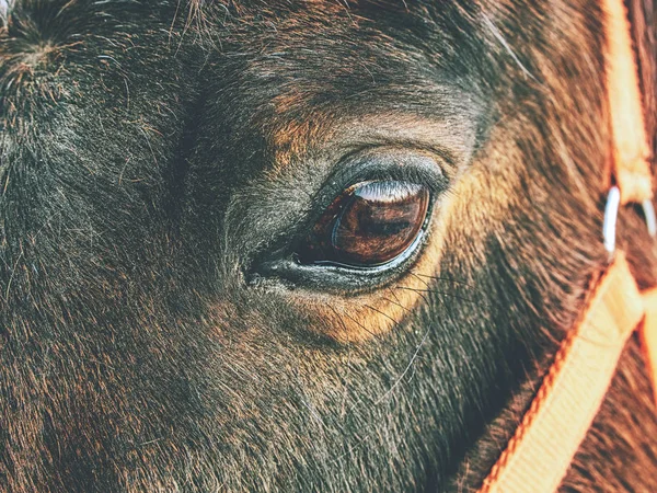 Testa di cavallo marrone. Passeggiate a cavallo in fattoria — Foto Stock