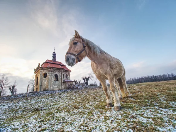 Prado de fazenda para cavalos na igreja ou capela . — Fotografia de Stock