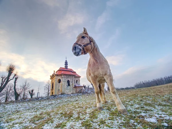 Лошадь Лугу Рядом Деревенской Часовней Лошадь Ищет Стебли Старой Замерзшей — стоковое фото