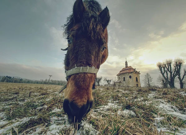 Конец зимы на пастбище со старой лошадью . — стоковое фото