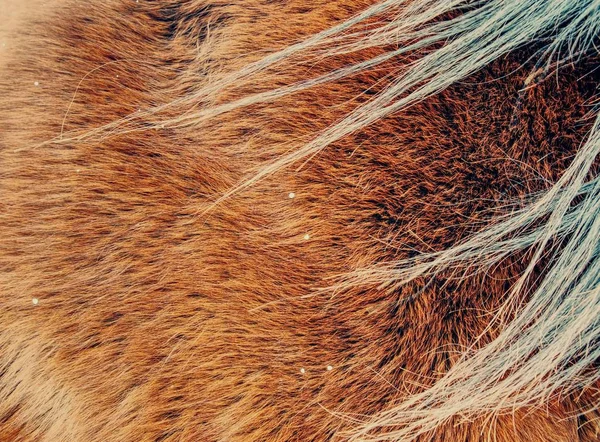 暖かい冬馬毛。茶色の毛皮の詳細, — ストック写真