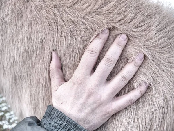 Hand in horse thick warm leather, winter fur