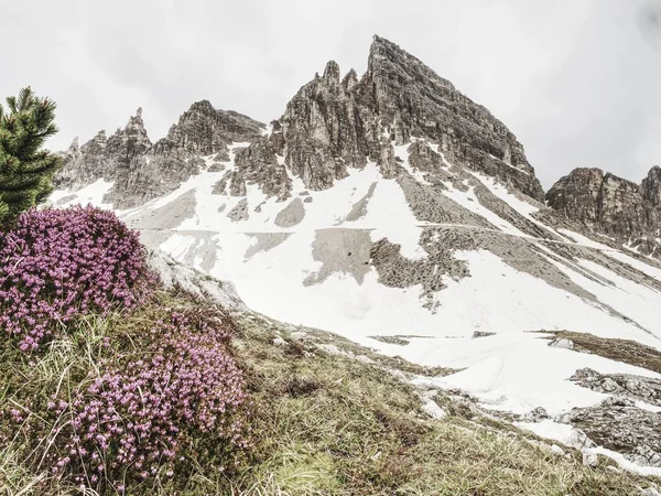 Rosa Ljung bush mot kraftiga peak av Dolomiterna Alperna. — Stockfoto