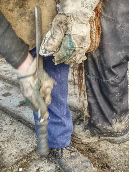 Blacksmith or veterinarian works on deffected  horse hoof.