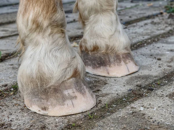 Cascos de cavalo depois de ferreiro cuidado. Claros cascos — Fotografia de Stock