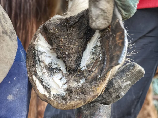 L'assistente tiene la gamba di cavallo per schiarimento di zoccolo . — Foto Stock