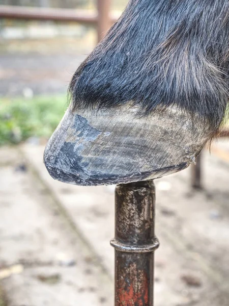 Horse hooves after farrier care. Smith finnished — Stock Photo, Image