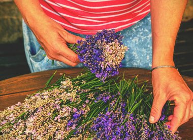 Eller kadın lavanta çiçekleri makas ve dize ile bağlama