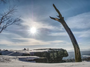 Bent ve kırık ağacı kışın karda