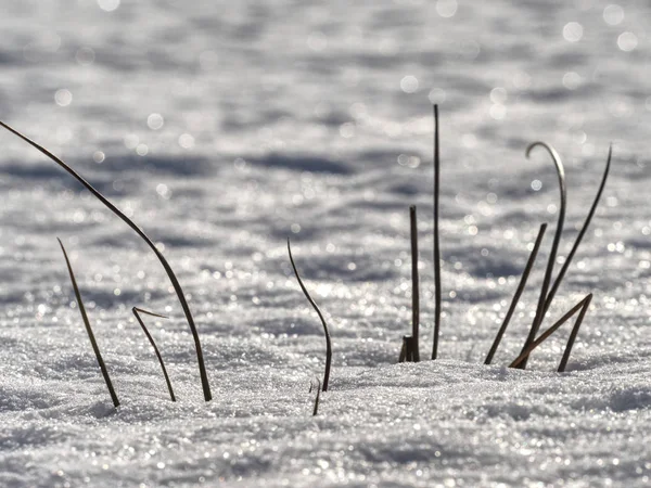 Frozen grass stalks stick out from meadow