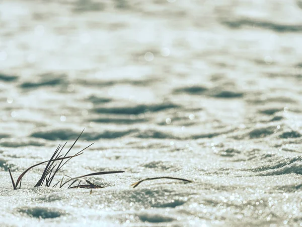 Bevroren gras stengels stok uit van weide — Stockfoto
