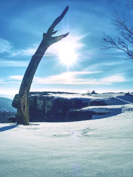 Κυρτωμένο δέντρο μόνο σε landcape sowy χειμώνα. — Φωτογραφία Αρχείου