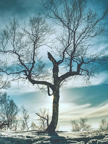 Árbol doblado solitario después de muchas ventiscas de invierno — Foto de Stock