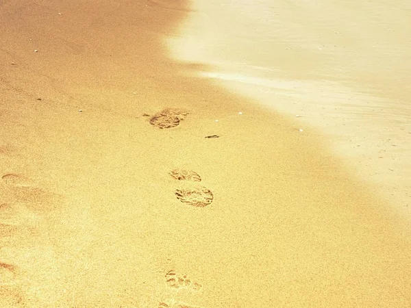 Human and dogs footprints on the beach