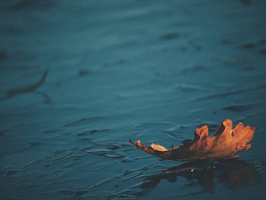 Meşe yaprağı. Buzda donmuş nehir üzerinde seyir yaprakları