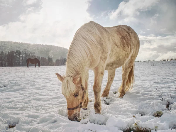 雪の中で馬フィールドシミュレータに表示を閉じる. — ストック写真