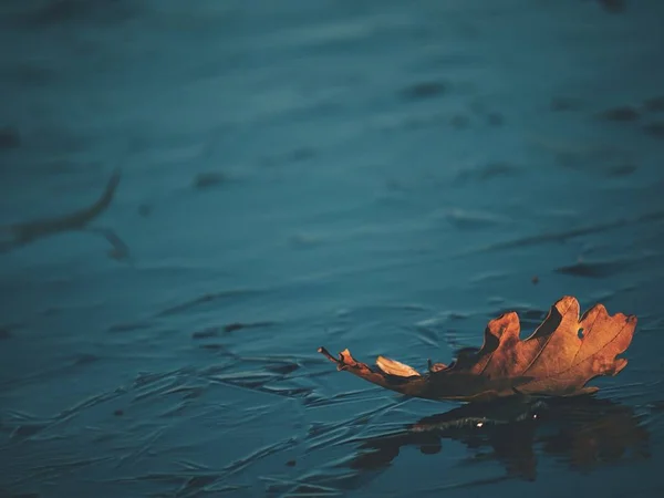 Eklöv. Bladen cruising på isen på frusna floden — Stockfoto