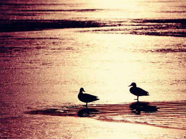 Los rayos solares hacen siluetas oscuras de patos — Foto de Stock