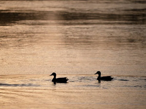 Patos em pequena parte descongelada de lago, sol da tarde — Fotografia de Stock