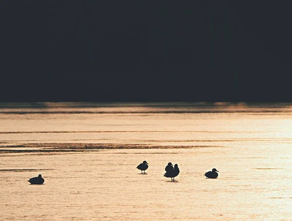 Enten auf Seeeis bei Sonnenuntergang. Blutige Reflexionen der Sonne — Stockfoto
