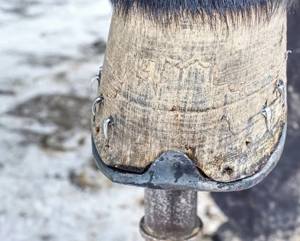 Farrier with nail and hammer on a horses hoof close up. — Stock Photo, Image