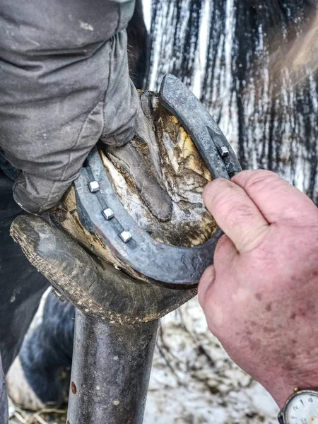 Nalbant kullanım çivi ve çekiç dövme horsesshoe — Stok fotoğraf