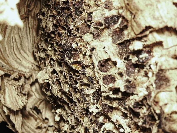 Заброшенное европейское осиное гнездо . — стоковое фото
