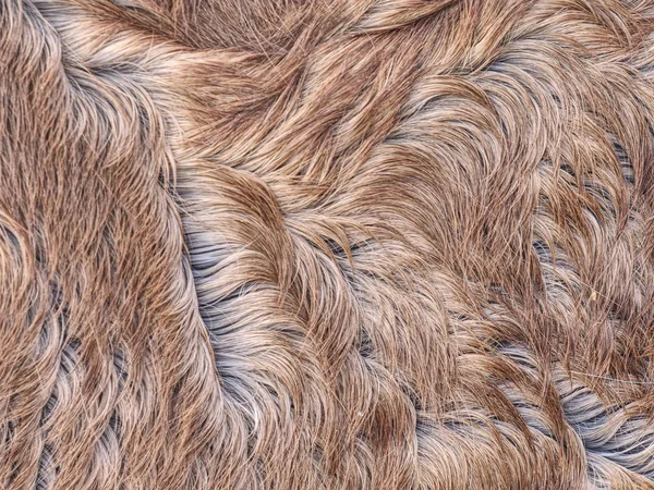 Winter fur skins of horse. Pony hair detail