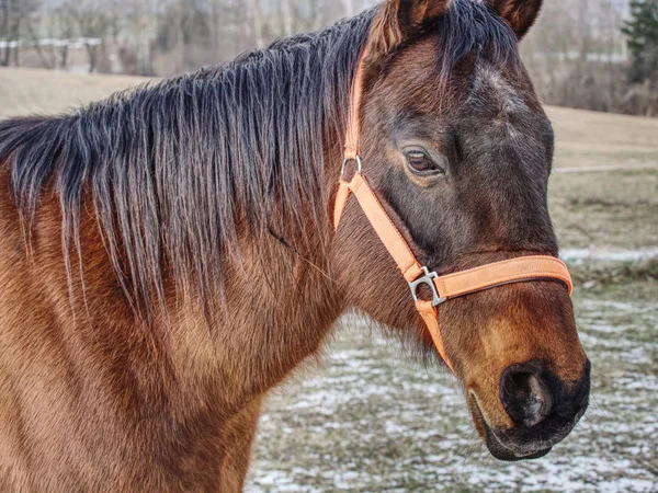 Brown horse head. Horse walks in farm