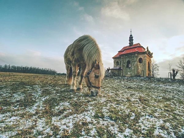 Pferdefütterung am Wintertag an der Kapelle — Stockfoto