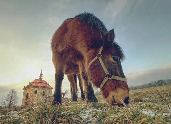 Cavalo perto da igreja ou capela perto da aldeia . — Fotografia de Stock